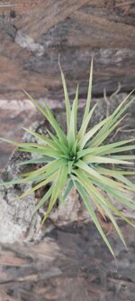 tillandsia-ionantha-druid