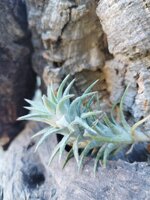 tillandsia-ionantha-vanhyningii