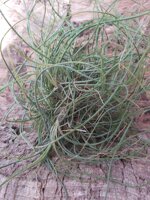 tillandsia-butzii-clump