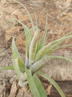 tillandsia-flexuosa