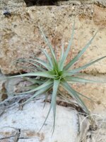 tillandsia-aeranthos