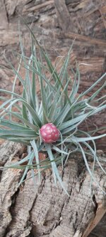 tillandsia-houston-cotton-candy