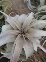 tillandsia-xerografica