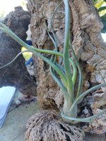 tillandsia-wavy-wonder