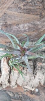 tillandsia-neglecta-rubra