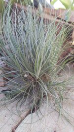 tillandsia-bartrami