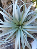 tillandsia-tomaselli