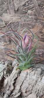 tillandsia-pruinosa