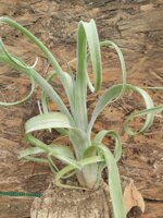 tillandsia-curly-slim