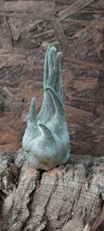 tillandsia-seleriana