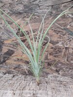 tillandsia-rectifolia