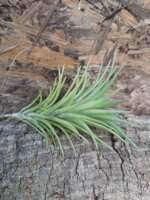 tillandsia-neglecta