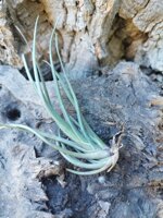 tillandsia-albertiana