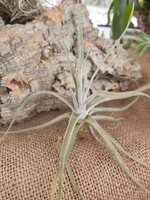 tillandsia-lepidosepala