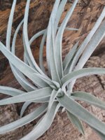 tillandsia-harrisii