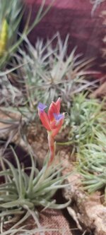 tillandisia-leomaniana