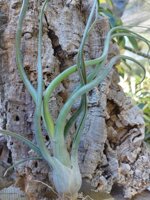 tillandsia-wavy-wonder