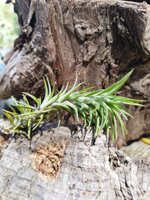 tillandsia-araujeii