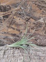 tillandsia-pulchella