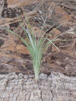 tillandsia-pulchella