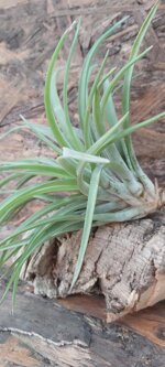 tillandsia-brachicaulos-multiflora
