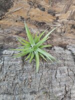 tillandsia-neglecta
