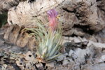 tillandsia-kolbi-ionantha-scaposa