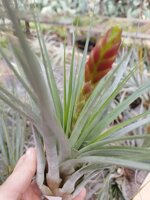 tillandsia-fasciculata