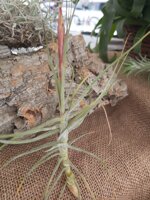 tillandsia-schiedeana