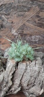 tillandsia-tricolepsis