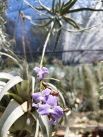 tillandsia-streptocarpa