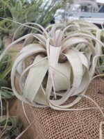tillandsia-xerografica
