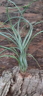 tillandsia-balbisiana