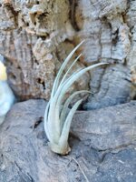 tillandsia-pueblensis