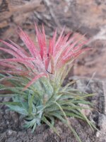 tillandsia-ionantha-huamelula