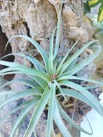 tillandsia-eric-knoblock