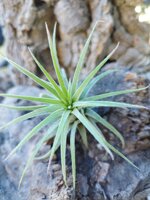 tillandsia-ionantha-curly-leaf