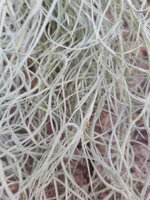 tillandsia-usneoides-cm30