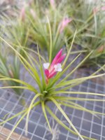 tillandsia-pulchella