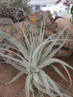 tillandsia-gardnerii