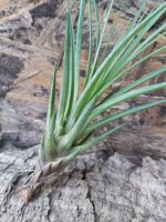 tillandsia-tricolor-melanocrater