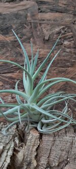 tillandisia-leomaniana