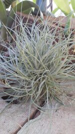 tillandsia-rectifolia