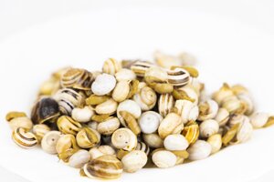 lumachine-di-terra-theba-pisana