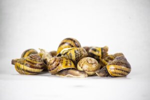 lumache-helix-aspersa-muller