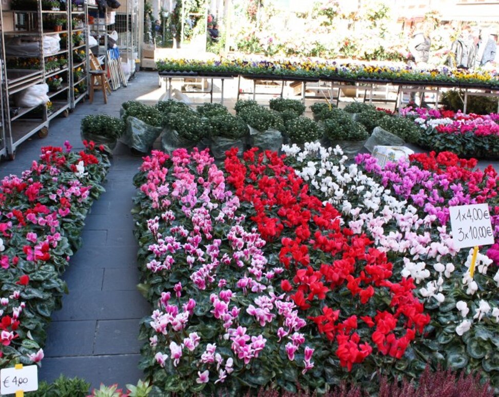 getimage (4) - copia.jpeg