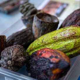 ciokowine13 fave di cacao