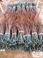 mazzo-di-viti-innestate-apirene-varieta-da-tavola-senza-semi