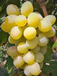 0cca0a0b-3208-4169-a9de-6c93bad91f2e