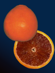 721e39a2-5c23-4573-9653-545a5e9bf2f9